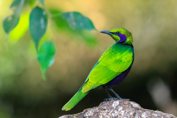 istock Emerald starling, Lamprotornis iris, iris glossy starling 1902743054