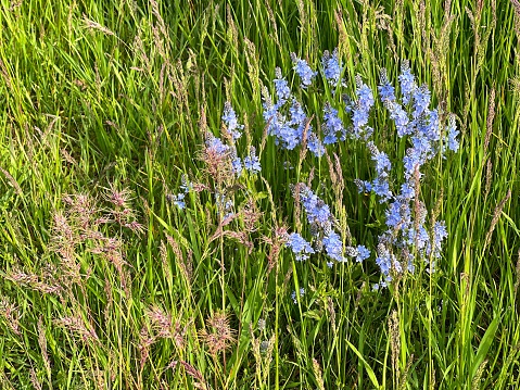 Blue wild flowers in the meadow grass