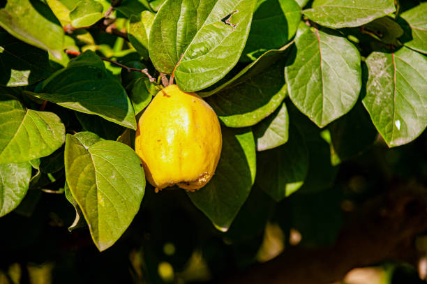 istock A quince among the leaves 1902744083