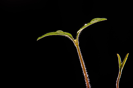 Leaf of a newly growing tomato sapling and water drop on the leaf