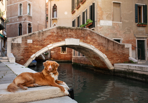dog in the city. Nova Scotia Duck Tolling Retriever in Venice, canals and bridges. walk with a pet