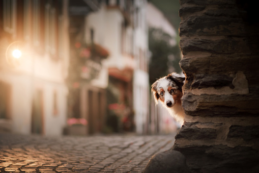 dog in the evening in the light of lanterns. Australian shepherd in old town. Pet in the city center