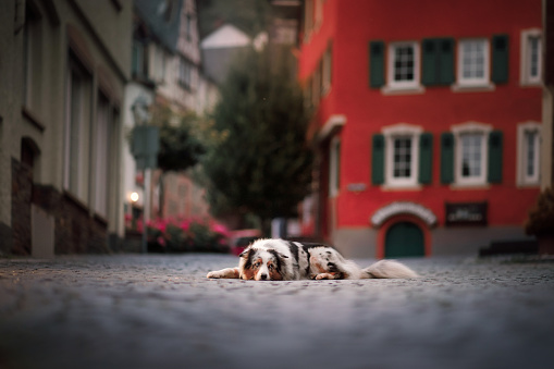 dog in the evening in the light of lanterns. Australian shepherd in old town. Pet in the city center