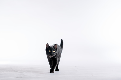 A black cat walks around a studio set with a white background, as she poses for a portrait.  She has her ears perked up and appears curious.