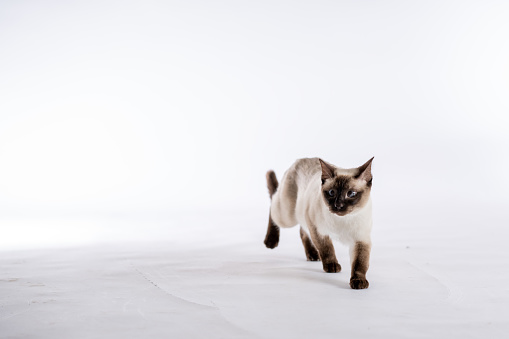 A Siamese cat walks around a studio set with a white background, as she poses for a portrait.  She has her ears perked up and appears curious.
