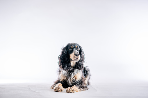 Clumber Spaniel dog waiting in a field