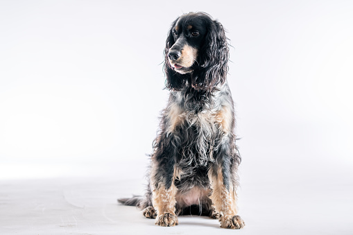 A large, multi-coloured, mixed breed dog sits obediently in a studio set with a white background, as he poses for a portrait.