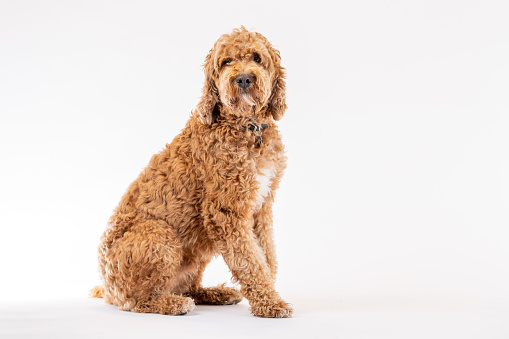 A large breed dog sits obediently in a studio set with a white background, as he poses for a portrait.  He has curly hair and appears content.