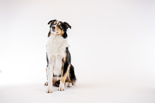 A large multi-coloured dog sits obediently in a studio set with a white background, as he poses for a portrait.  He has a curious expression on his face and appears content.
