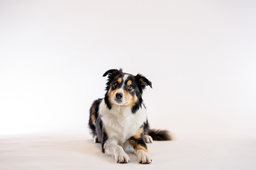 A large multi-coloured dog lays down in a studio set with a white background, as he poses for a portrait.  He has a curious expression on his face and appears content.