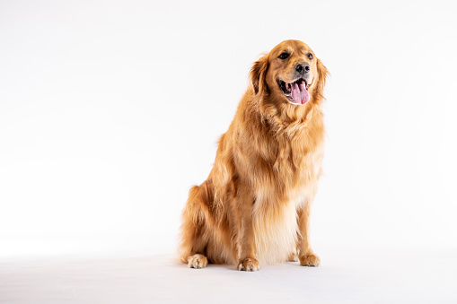 A Golden Retriever dog sits obediently in a studio set with a white background, as he poses for a portrait.  He has his tongue out and appears to be smiling!