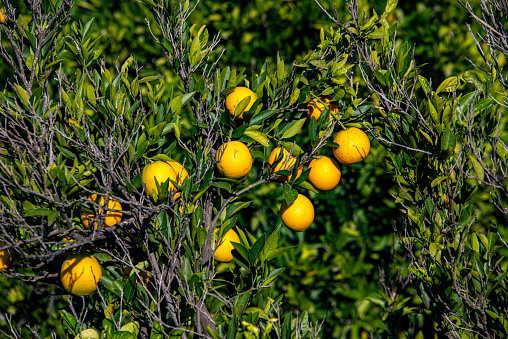 Lemon tree in the gardens of Tuscany. colour photo taken during the summer day