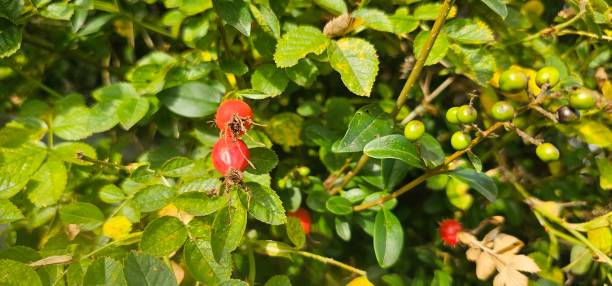 istock A rose hip (Rosa canina) bush bearing ripe rose hips (Rosa canina). 1902748706