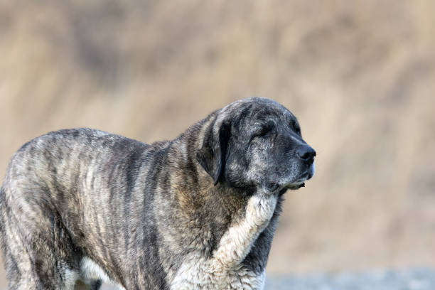 istock huge kangal dog closeup 1902751818