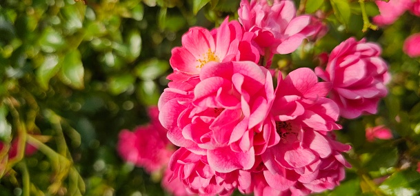 Rosa Damascena, better known as the Damask rose, or sometimes as the Turkish rose, Taif rose, is a rose hybrid derived from Rosa Gallica and Rosa Moschata.