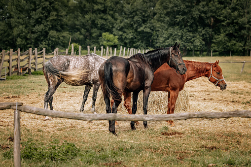 Group of horses outdoor in ranch