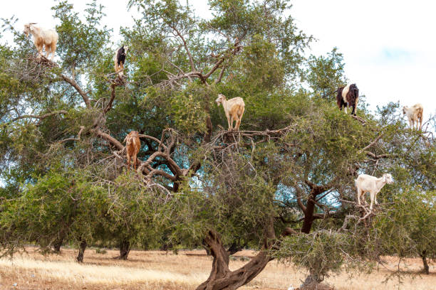 istock Tree climbing goats, argan tree, Morocco, North Africa 1902775073