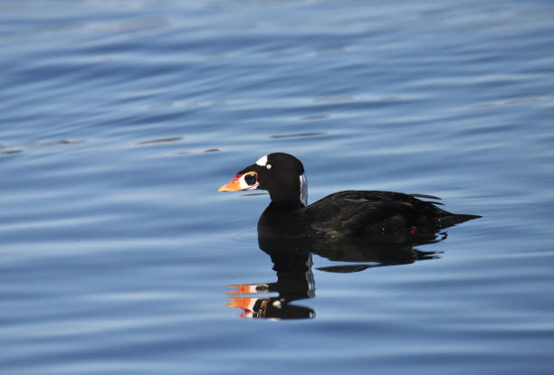 istock Surf Scoter (male) (melanitta perspicillata) swimming in the ocean 1902794505