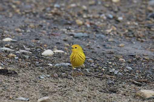 Yellow Warbler (male) (setophaga petechia) perched on a gravelly beach