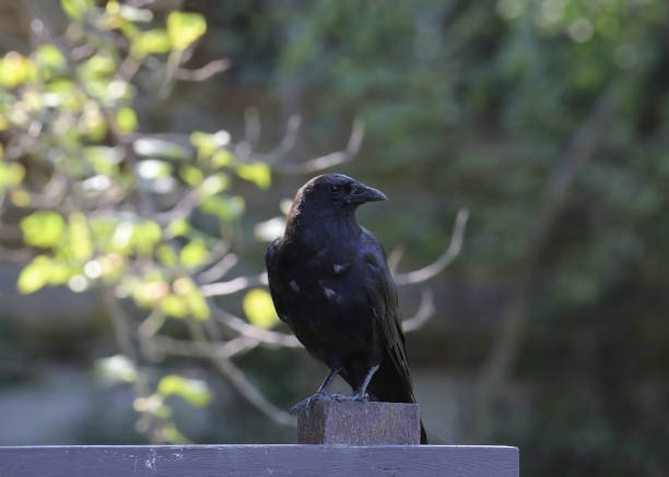 istock American Crow (corvus brachythynchos) perched ona wooden structure 1902797632