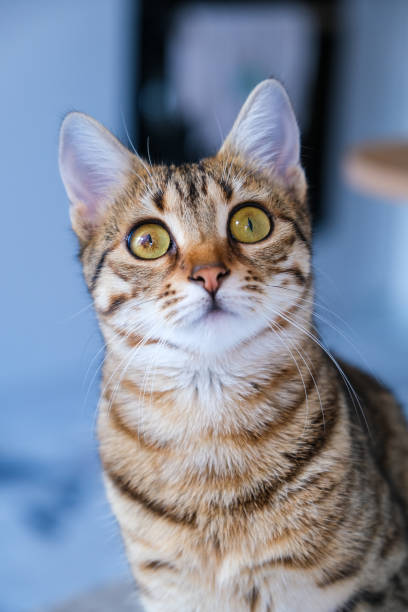 istock Kitten on the chair, Cute Cat photos 1902800728