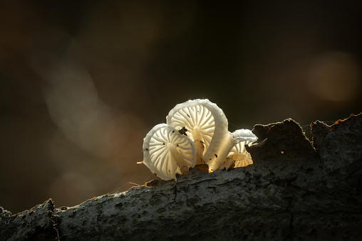 Close shot of a group of Oudemansiella mucida, commonly known as porcelain fungus.