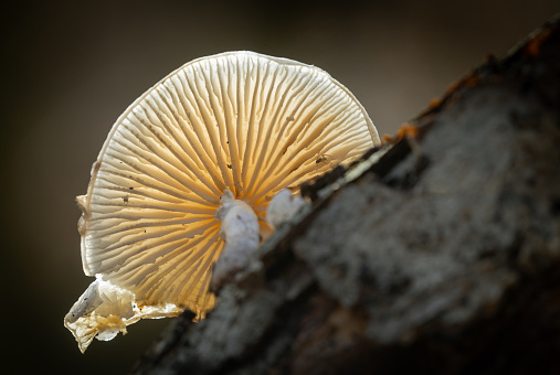 Close shot of an Oudemansiella mucida, commonly known as porcelain fungus.
