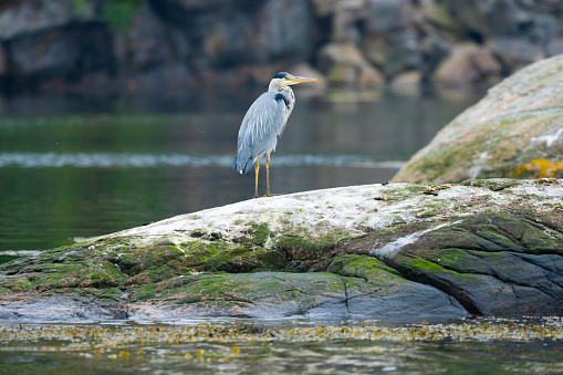 Grey heron Ardea cinerea standing on a rock by the sea.