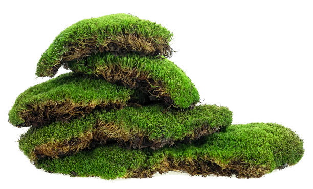 istock Green mossy hill isolated on a white background. Forest moss. 1902843747