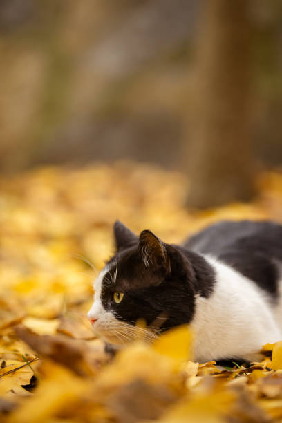 istock Black-white stray cat is lying on yellow leafs at public park. 1902858235