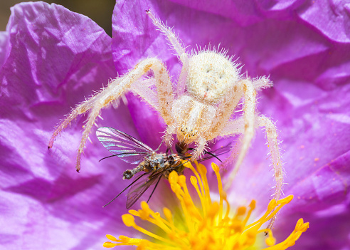 Selective focus on a crab spider, Heriaeus Hirtus, on a Hoary Rock-Rose flower, catching small bee flies from the genus Phthiria