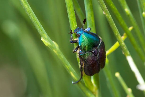 istock Rose chafer on a plant, Protaetia Judith 1902870578