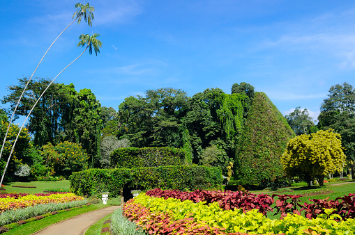 Botanical garden with rare exotic trees. Kandy, Sri Lanka.