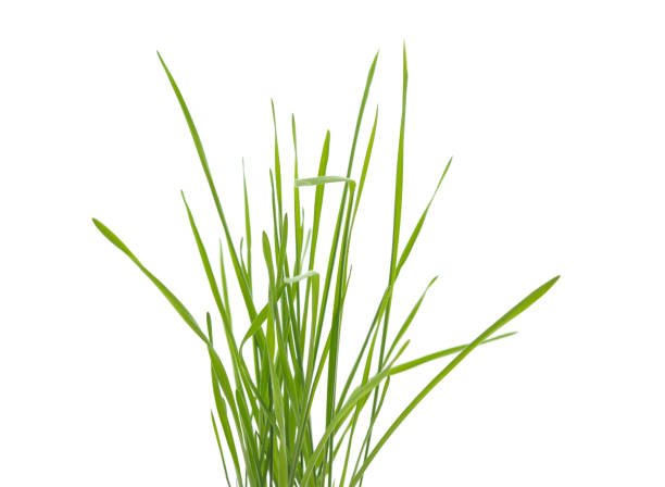 istock Bunch of sprouted green wheat. 1902879901