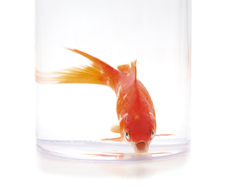 One little goldfish in a water jar isolated on a white background.