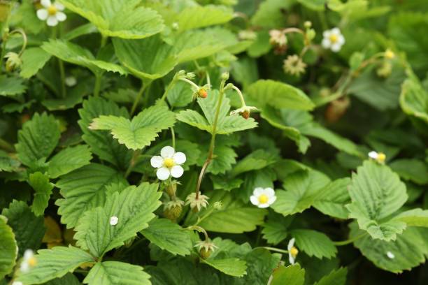 istock Wild strawberry bushes growing outdoors. Seasonal berries 1902920309