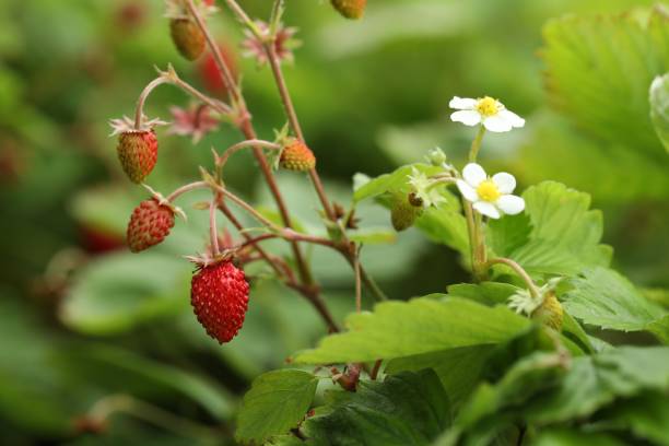 istock Small wild strawberries growing outdoors. Seasonal berries 1902920822