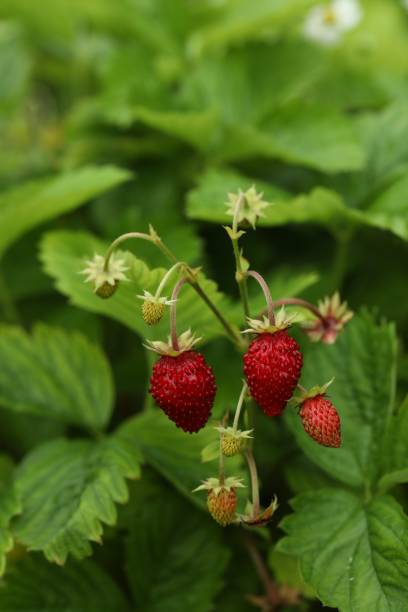 istock Small wild strawberries growing outdoors. Seasonal berries 1902920825