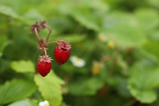 istock Ripe wild strawberries growing outdoors, space for text. Seasonal berries 1902920826