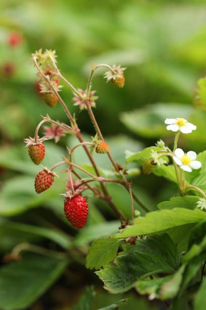 istock Small wild strawberries growing outdoors. Seasonal berries 1902921888