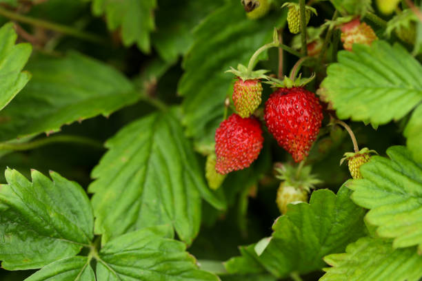 istock Small wild strawberries growing outdoors, space for text. Seasonal berries 1902923081