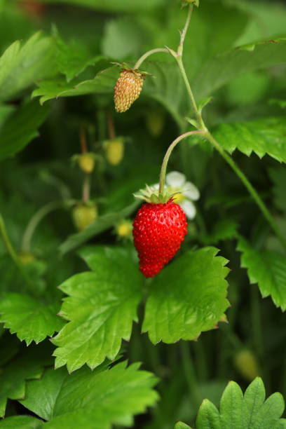 istock Ripe wild strawberry growing outdoors. Seasonal berries 1902923466