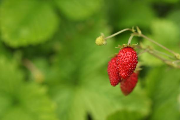 istock Ripe wild strawberries growing outdoors, space for text. Seasonal berries 1902923469