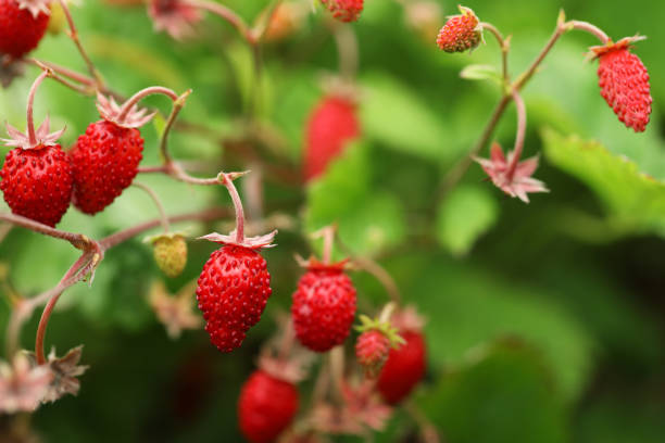 istock Ripe wild strawberries growing outdoors. Seasonal berries 1902923974