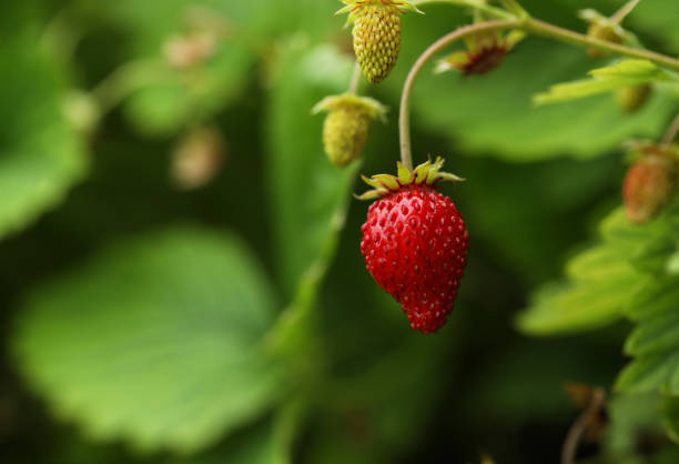 istock Small wild strawberries growing outdoors, space for text. Seasonal berries 1902923984