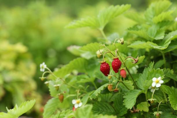 istock Small wild strawberries growing outdoors, space for text. Seasonal berries 1902925017