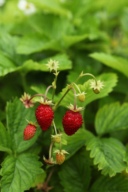 istock Small wild strawberries growing outdoors. Seasonal berries 1902925018