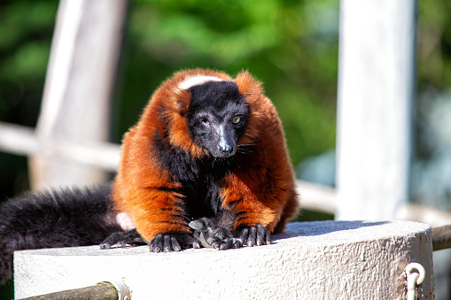 Varecia rubra, the Red Ruffed Lemur, brings vibrant color to Madagascar's rainforests. With its striking red fur and playful demeanor, this arboreal primate captivates the lush canopy.