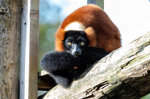 Red lemur (Varecia variegata rubra), close up view, fauna concept