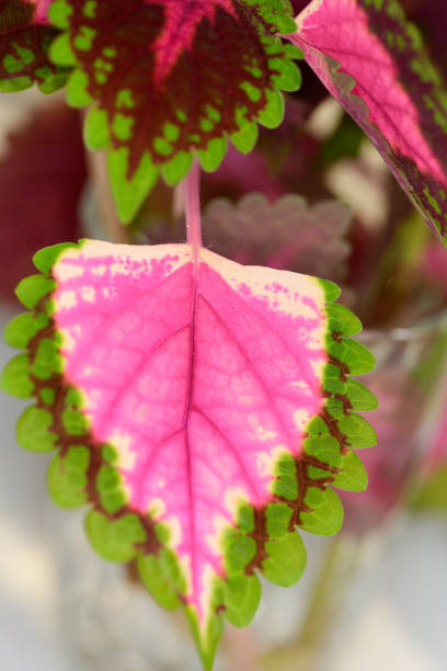 istock Coleus, perennial herbs or shrubs, sometimes succulent, 1902931823